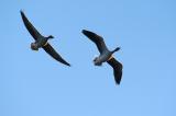 Greylag Geese