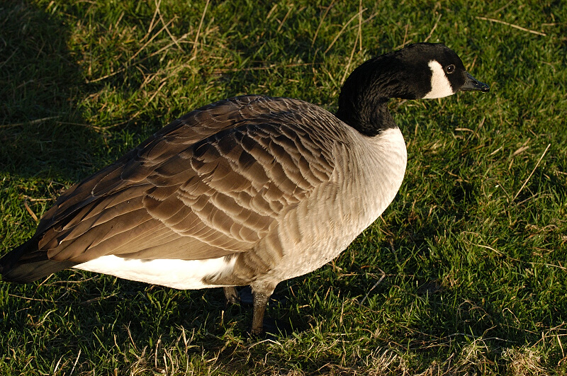 Canada Goose