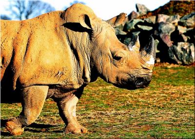 Zoo 6 copy.jpg