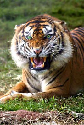 Tiger Challenge copy 2.jpg