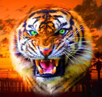 Tiger Challenge 6 copy.jpg