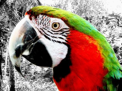 Parrot Challenge 2 copy.jpg