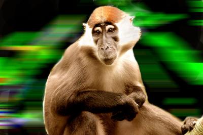 Primate Challenge.jpg