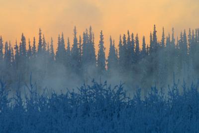 Fairbanks river mists in the trees