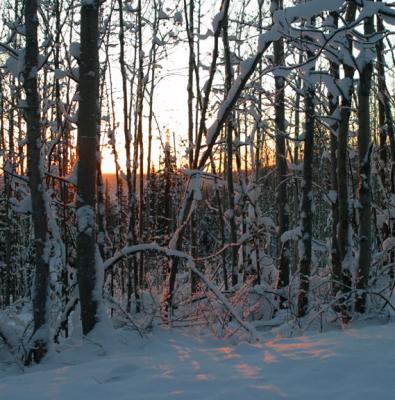 Fairbanks: sun through the trees