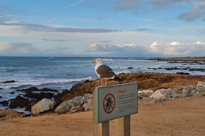 Dangerous Seagull