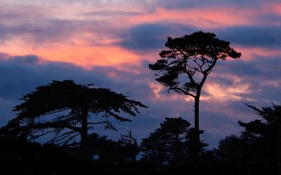 Cypress Silhouettes