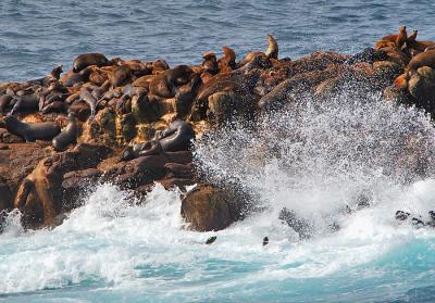 Frolicking Sea Lions