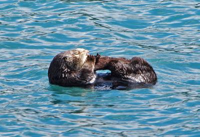 Sea Otter Having a Snack