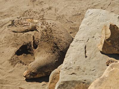 Elephant Seal Getting Dirty