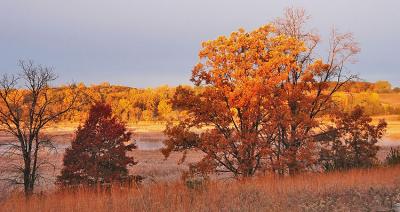 Golden Swamp