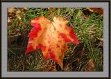 Multi-Hued Maple Leaf