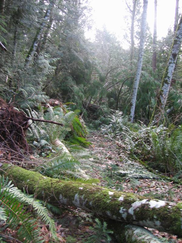 Poo Poo Point Trail