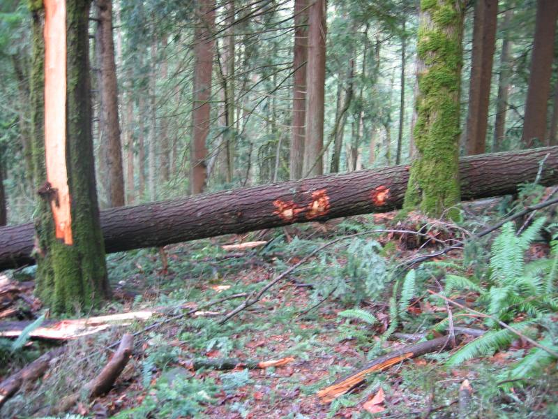 Poo Poo Point Trail