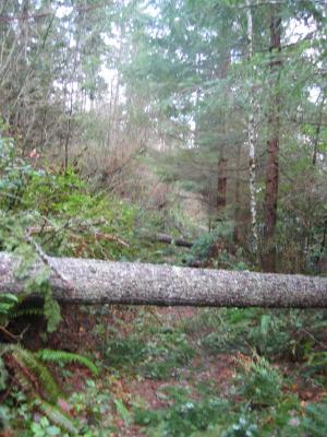 Swamp Trail