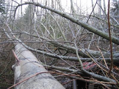 Swamp Trail