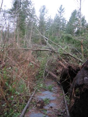 Swamp Trail