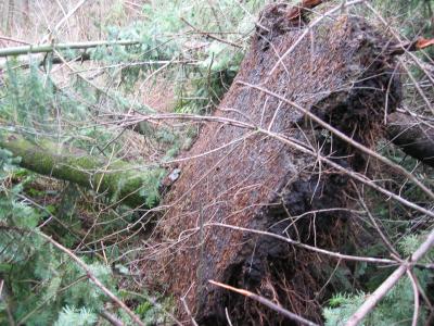 Swamp Trail - Thats literally the trail, vertical