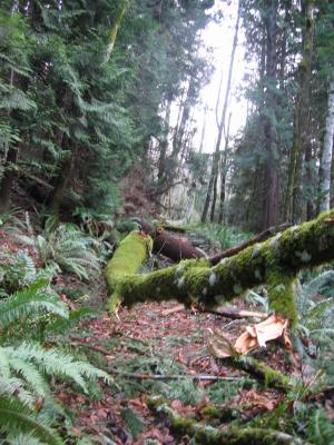 Poo Poo Point Trail