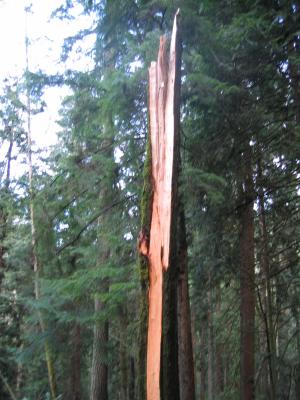 Poo Poo Point Trail