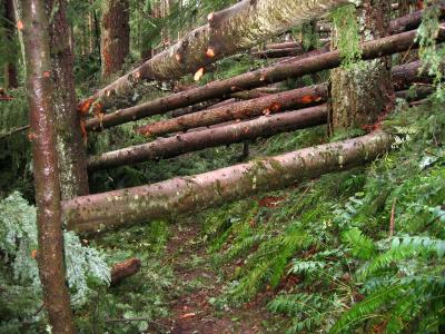 One View TrailTrees prepped for chainsawing