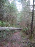 Swamp Trail