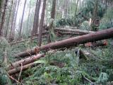 Poo Poo Point Trail / West Tiger RR Grade Gate