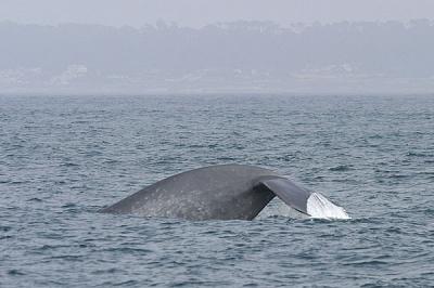 u37/gtepke/medium/23833842.030825BlueWhale3906.jpg
