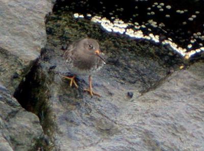 u37/gtepke/medium/24030109.030329PurpleSandpiper0928.jpg
