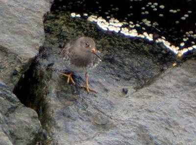 Purple Sandpiper