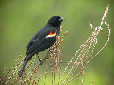 u37/gtepke/medium/24123752.030607RedwingedBlackbird1306.jpg