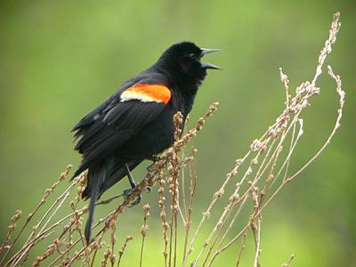 u37/gtepke/medium/24123754.030607RedwingedBlackbird1314.jpg