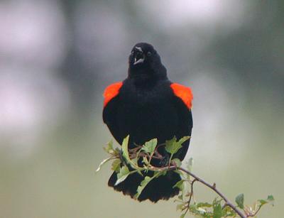 u37/gtepke/medium/24123757.030608RedwingedBlackbird0247.jpg