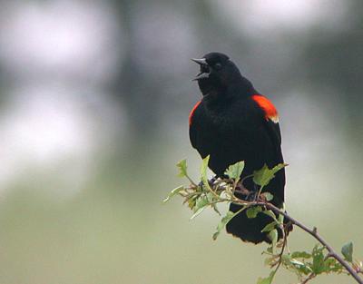 u37/gtepke/medium/24123758.030608RedwingedBlackbird0250.jpg