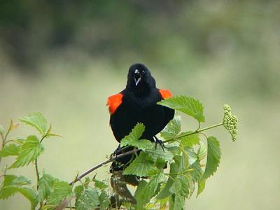 u37/gtepke/medium/24123759.030608RedwingedBlackbird0287.jpg