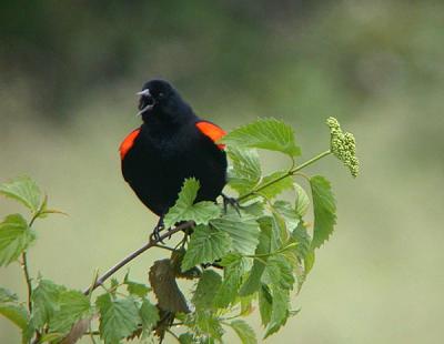 u37/gtepke/medium/24123760.030608RedwingedBlackbird0293.jpg