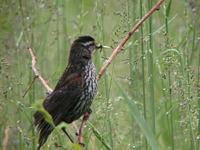 u37/gtepke/medium/24123761.030608RedwingedBlackbird0447.jpg