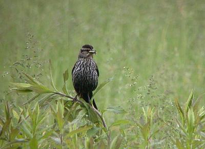 u37/gtepke/medium/24123762.030608RedwingedBlackbird0448.jpg