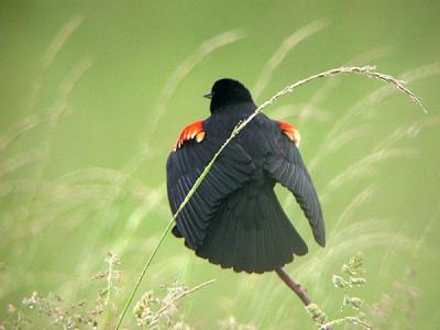 Red-winged Blackbird