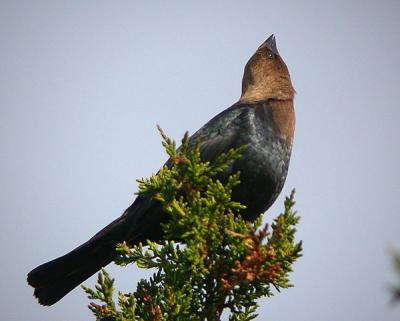 Brown-headed Cowbird