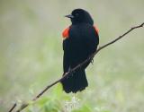 Red-winged Blackbird