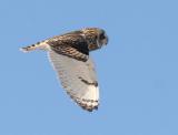 Short-eared Owl