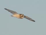 Short-eared Owl