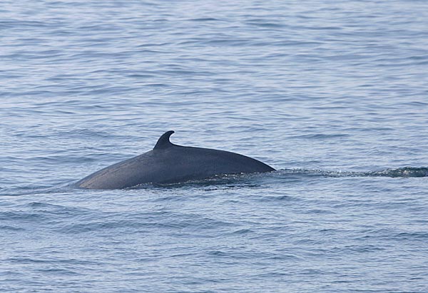 Minke Whale