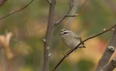 golden_crowned_kinglet