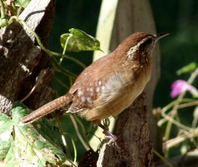 More Birds