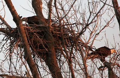 nesting.jpg