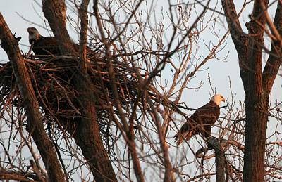 nesting2.jpg