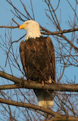 roosting.jpg