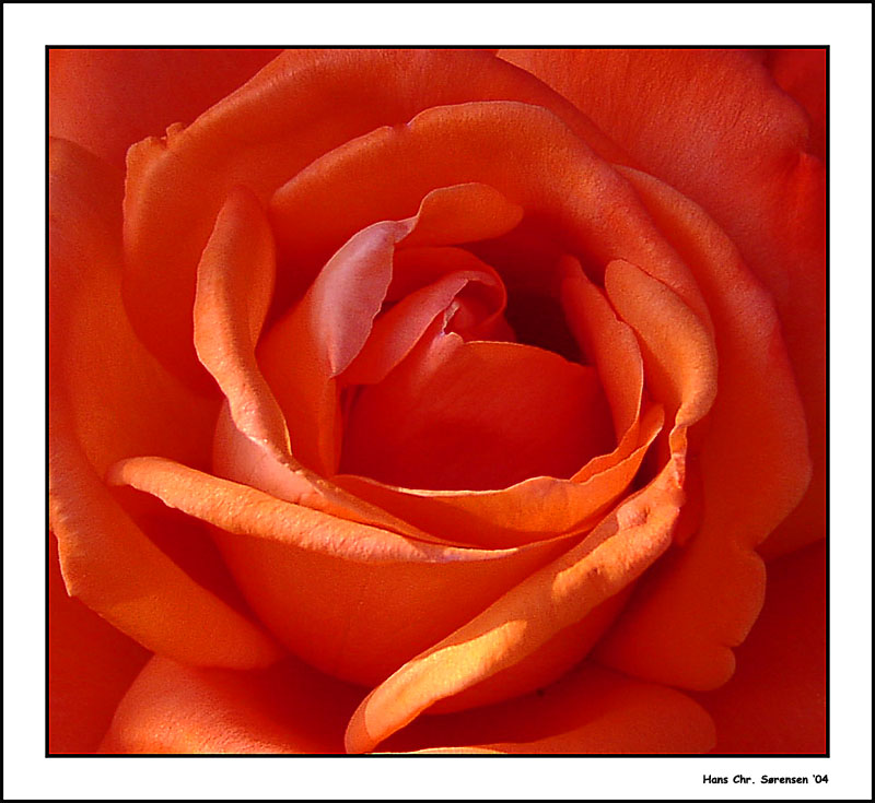 Orange rose